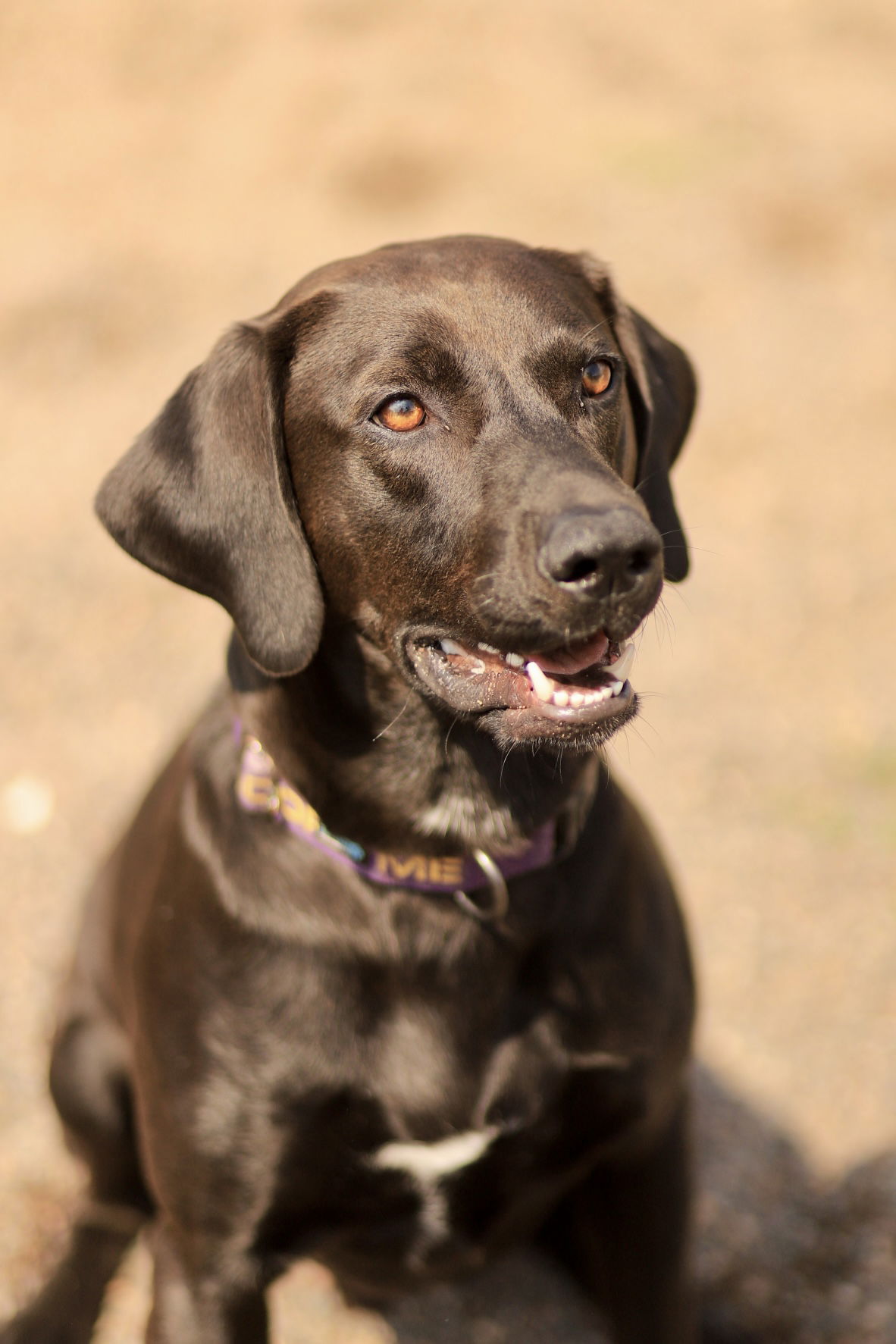 adoptable Dog in Webster, WI named Rico