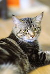 adoptable Cat in webster, WI named Lynx