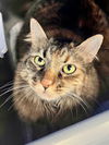 adoptable Cat in  named Princess