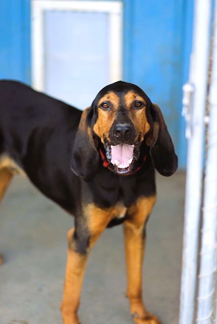 adoptable Dog in Webster, WI named Rusty