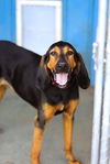 adoptable Dog in webster, WI named Rusty