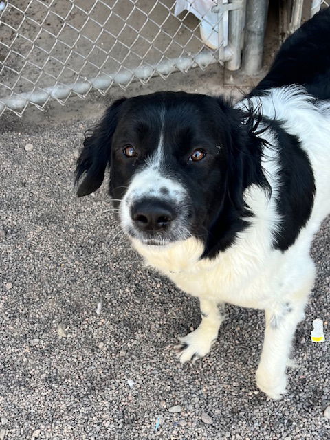 picture of the dog needing adoption