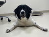 adoptable Dog in  named Jolene