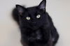 adoptable Cat in webster, WI named Phil