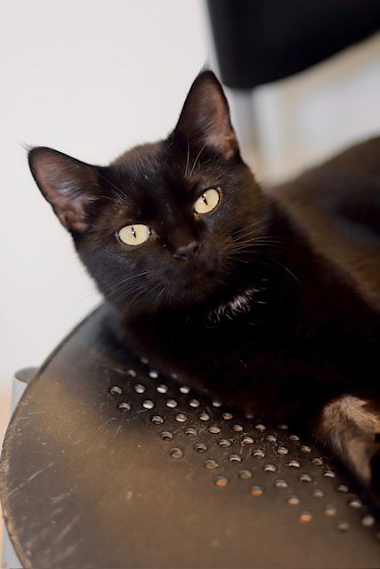 adoptable Cat in Webster, WI named Salem