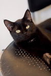 adoptable Cat in webster, WI named Salem