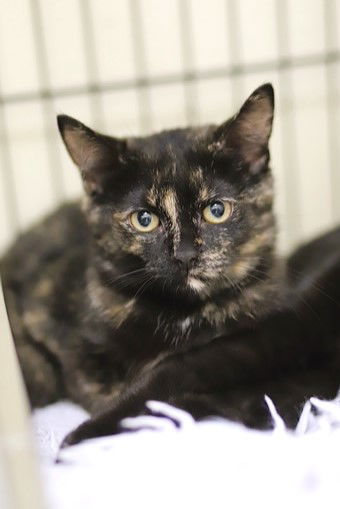 adoptable Cat in Webster, WI named Vanessa
