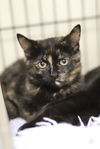 adoptable Cat in webster, WI named Vanessa