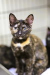 adoptable Cat in webster, WI named Vivian