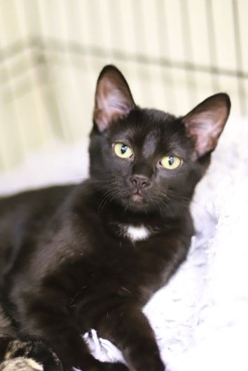 adoptable Cat in Webster, WI named Perry