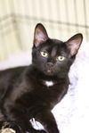 adoptable Cat in webster, WI named Perry