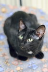 adoptable Cat in Webster, WI named Perry