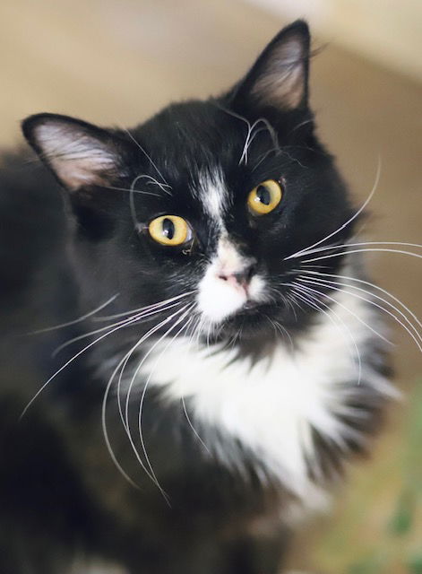 adoptable Cat in Webster, WI named Daryl