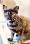 adoptable Cat in webster, WI named Rainbow