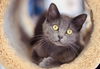 adoptable Cat in webster, WI named Misty