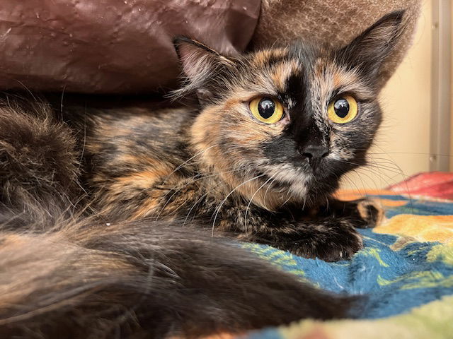 adoptable Cat in Webster, WI named Matcha