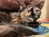 adoptable Cat in webster, WI named Matcha