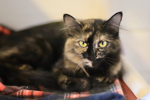 picture of the cat needing adoption
