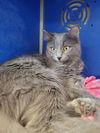 adoptable Cat in webster, WI named Pekoe