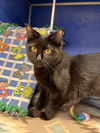 adoptable Cat in Webster, WI named Boba