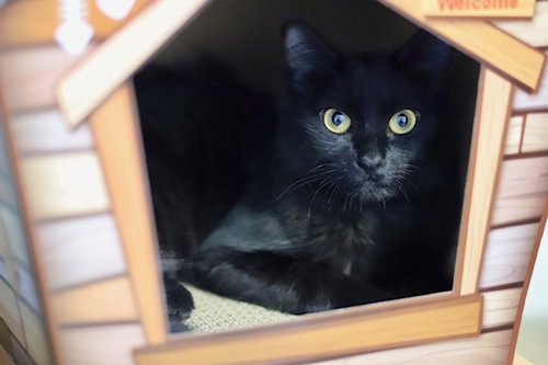 picture of the cat needing adoption
