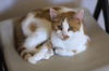 adoptable Cat in webster, WI named Marigold