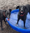 adoptable Dog in Webster, WI named Indigo