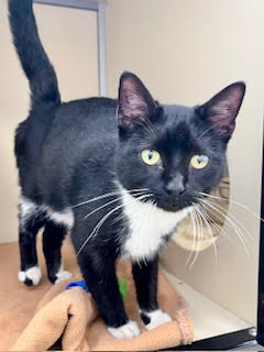 adoptable Cat in Webster, WI named Twilight