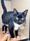 adoptable Cat in webster, WI named Twilight