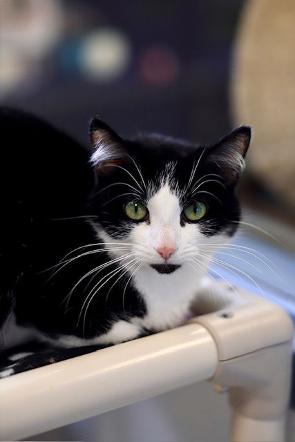 adoptable Cat in Webster, WI named Madea