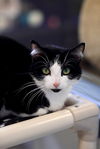 adoptable Cat in webster, WI named Madea