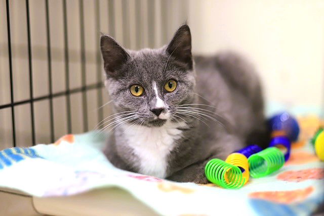 adoptable Cat in Webster, WI named Nori