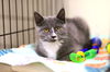 adoptable Cat in webster, WI named Nori
