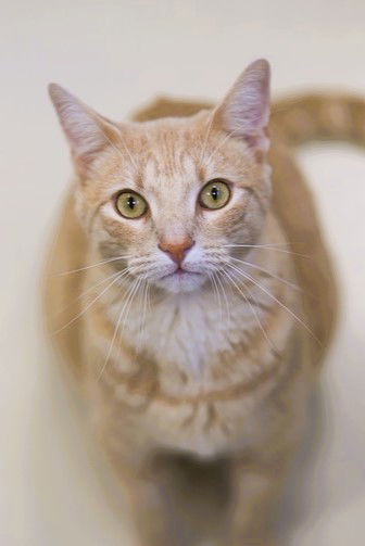 adoptable Cat in Webster, WI named Peanut