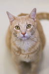 adoptable Cat in webster, WI named Peanut
