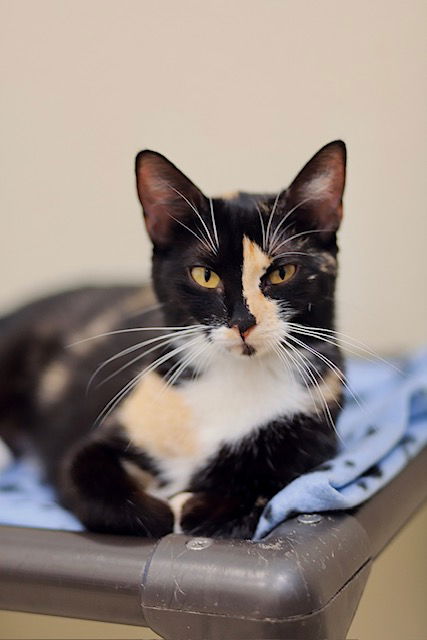 adoptable Cat in Webster, WI named Tessa