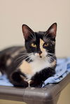 adoptable Cat in webster, WI named Tessa