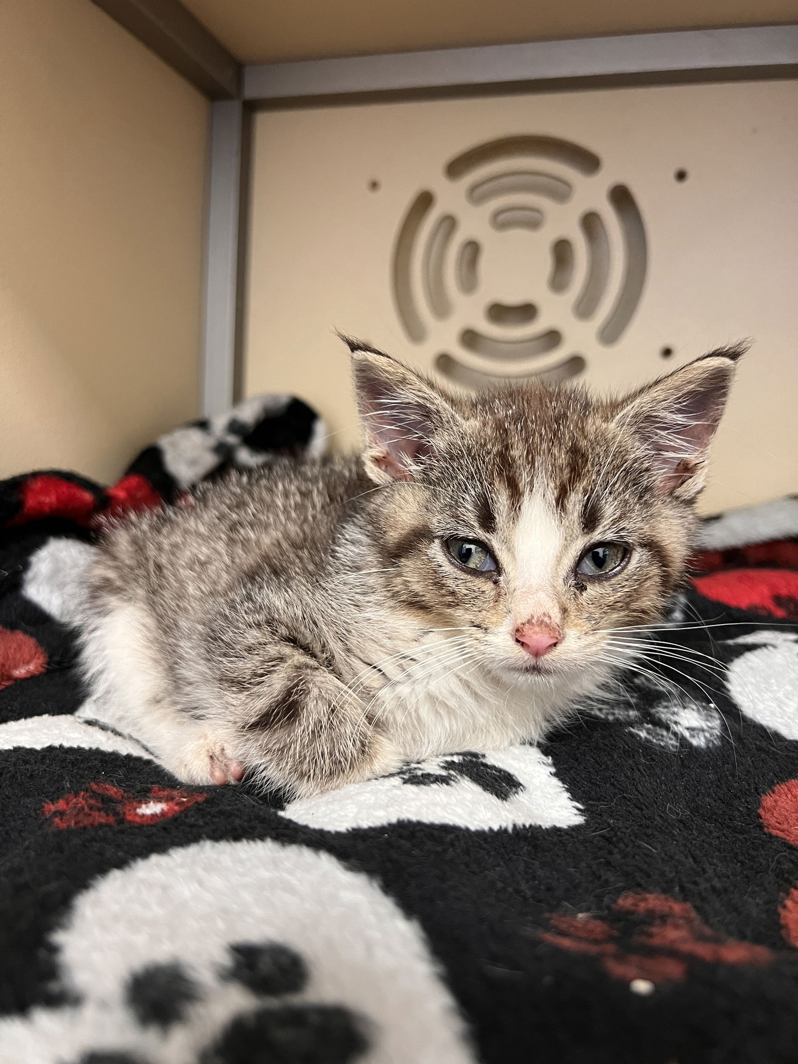 adoptable Cat in Webster, WI named Ursula