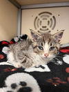 adoptable Cat in webster, WI named Ursula