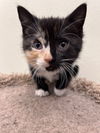 adoptable Cat in webster, WI named Tina