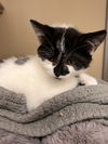 adoptable Cat in webster, WI named Thomas