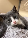 adoptable Cat in webster, WI named Shark