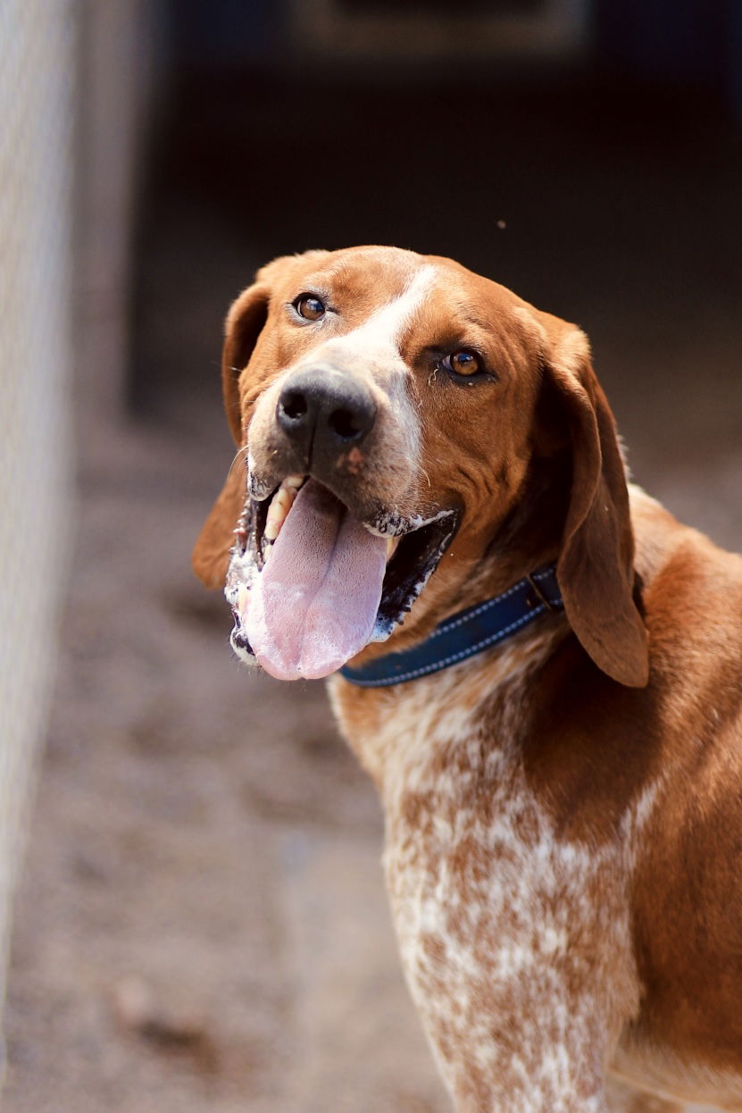 adoptable Dog in Webster, WI named Waylon
