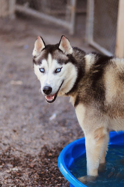 picture of the dog needing adoption