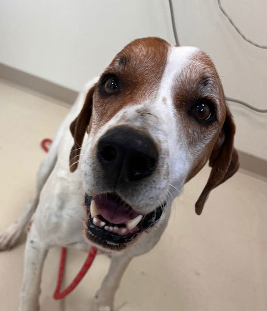 adoptable Dog in Webster, WI named Henry