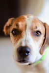 adoptable Dog in  named Henry