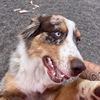 adoptable Dog in  named Issac