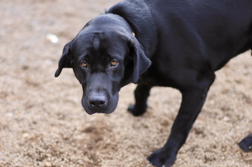 picture of the dog needing adoption