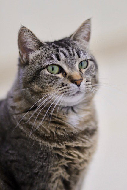 picture of the cat needing adoption
