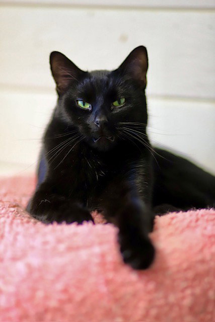 picture of the cat needing adoption